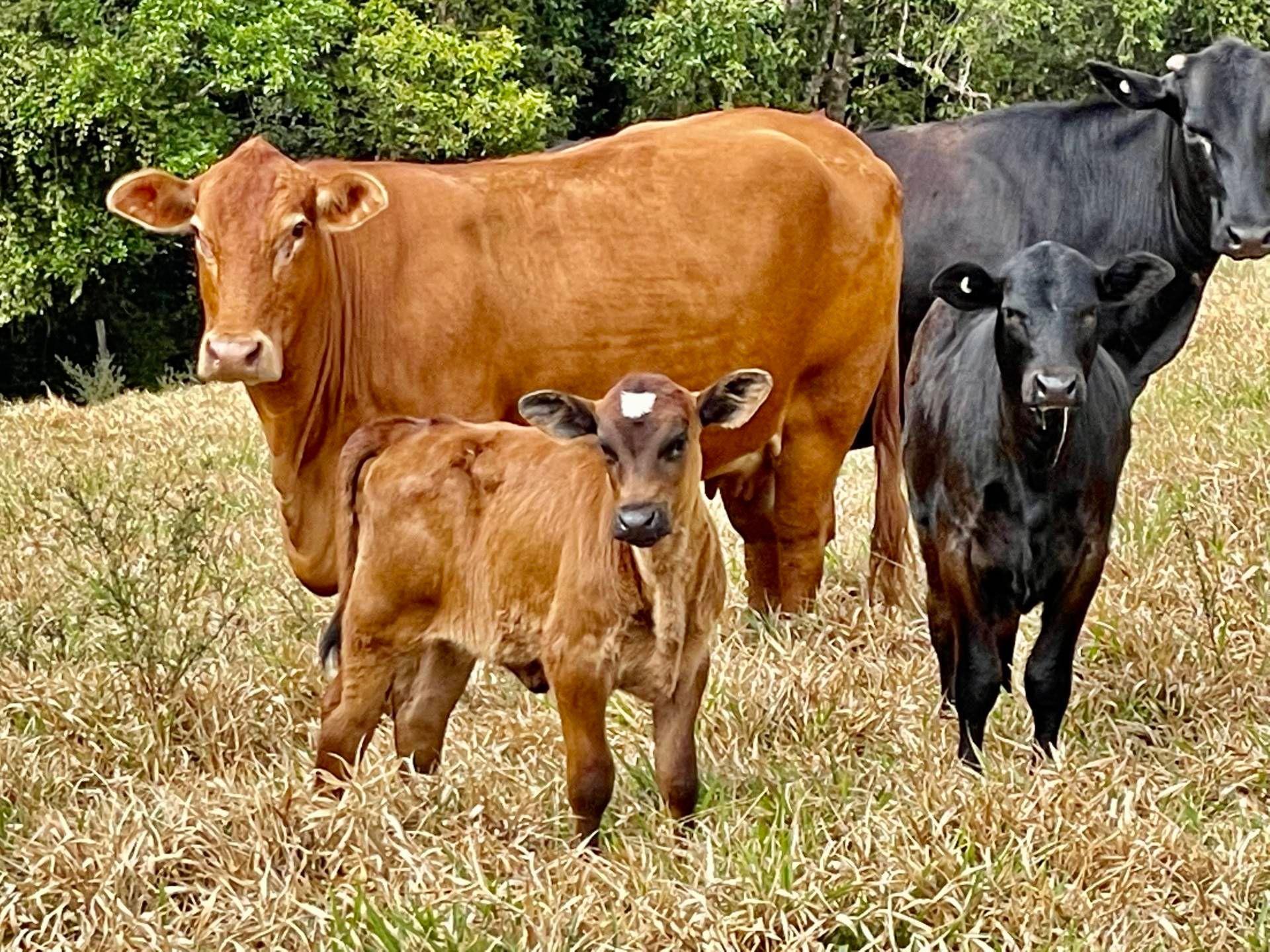 120 DROUGHTMASTER / ANGUS COWS / COWS & CALVES / PTIC COWS Prophurst