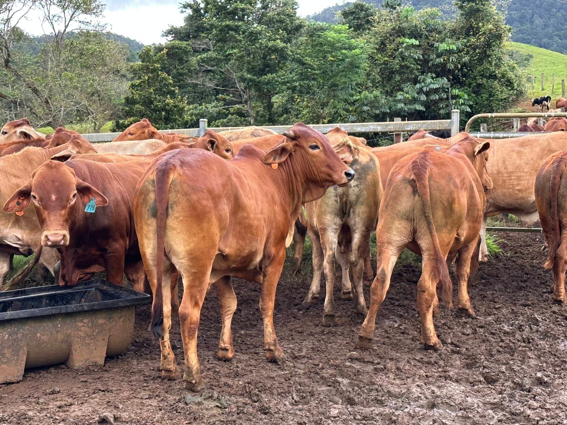 Quality butcher steers Mareeba sale 9th May Prophurst Pty Ltd