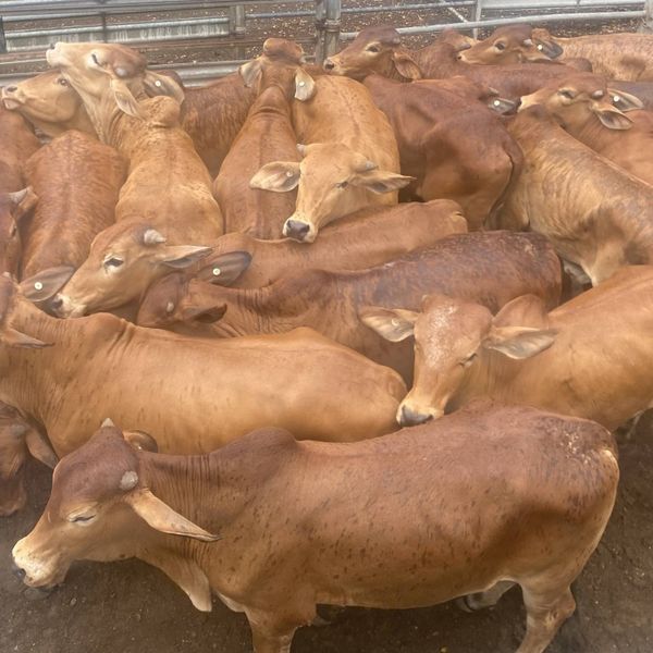 Mareeba Sale Prophurst Pty Ltd
