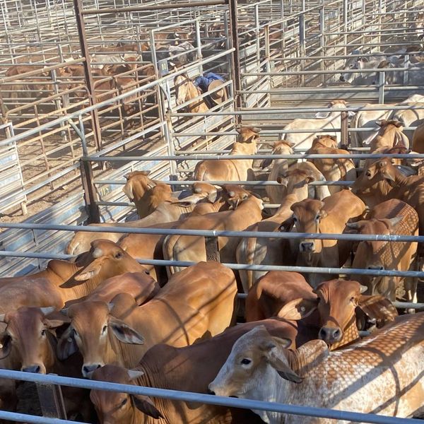 Mareeba Sale Prophurst Pty Ltd