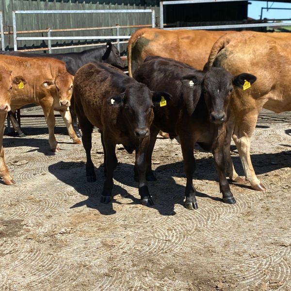 Mareeba Sale Prophurst Pty Ltd
