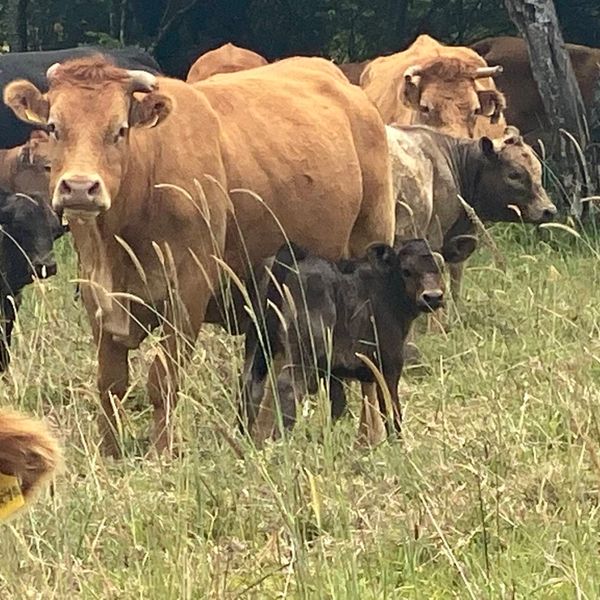 Mareeba Sale Prophurst Pty Ltd